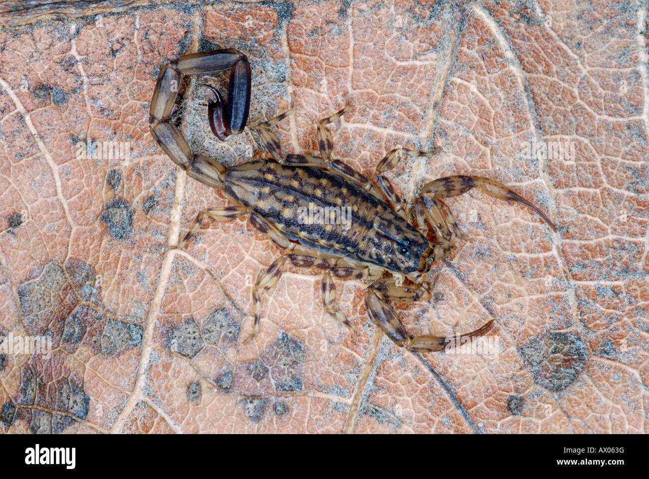Mesobuthus tamulus, Scorpionidae, Scorpionida, Arachnida, Lychas sp. marbled scorpion Stock Photo