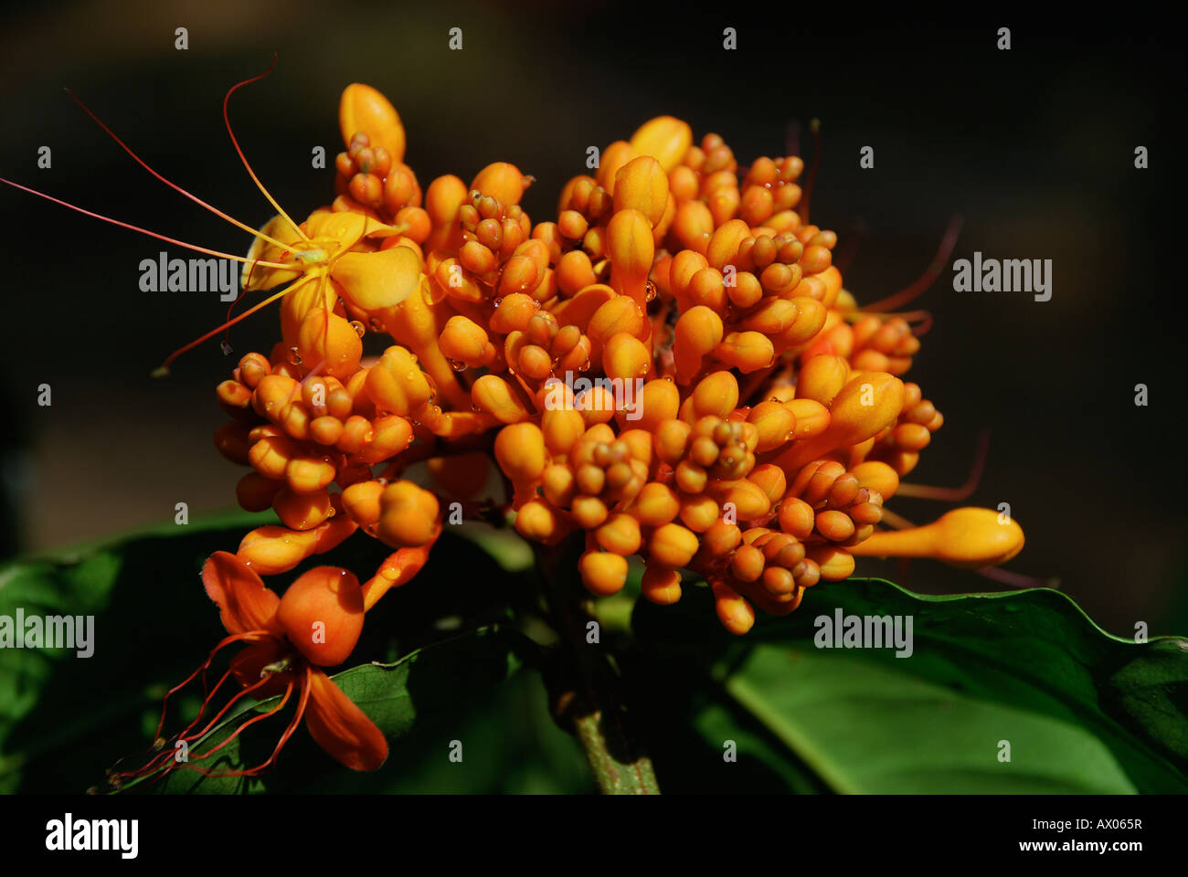Ashoka flower kerala india Stock Photo
