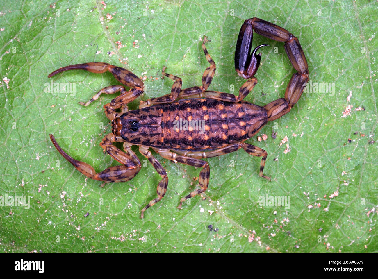 Mesobuthus tamulus, Scorpionidae, Scorpionida, Arachnida, Lychas sp. marbled scorpion, Stock Photo