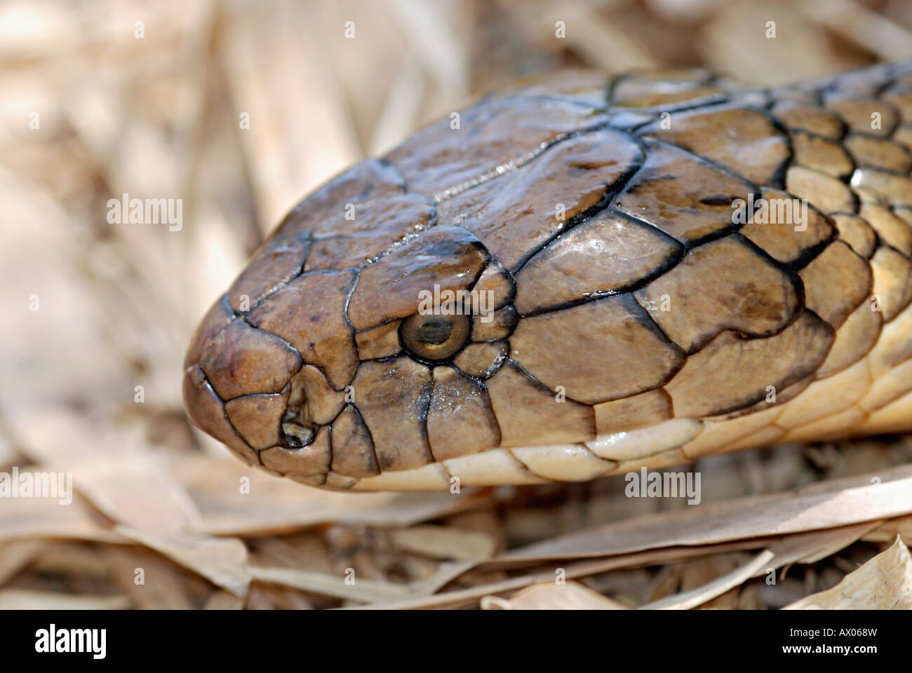 KING COBRA. Ophiophagus hannah.  Venomous rare.  World's longest venomous snake. Stock Photo