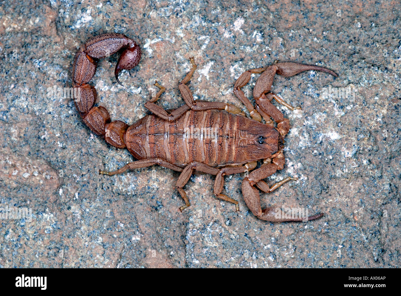 Scorpion, Hottentotta rugiscutis  Family : BUTHIDAE.  A smaller relative of Hottentotta Tamulus. Stock Photo