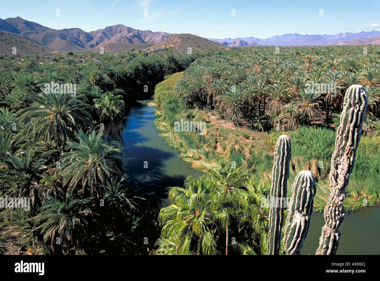 Elk162 2811 Mexico Baja California Mulege Rio Mulege palm grove Stock
