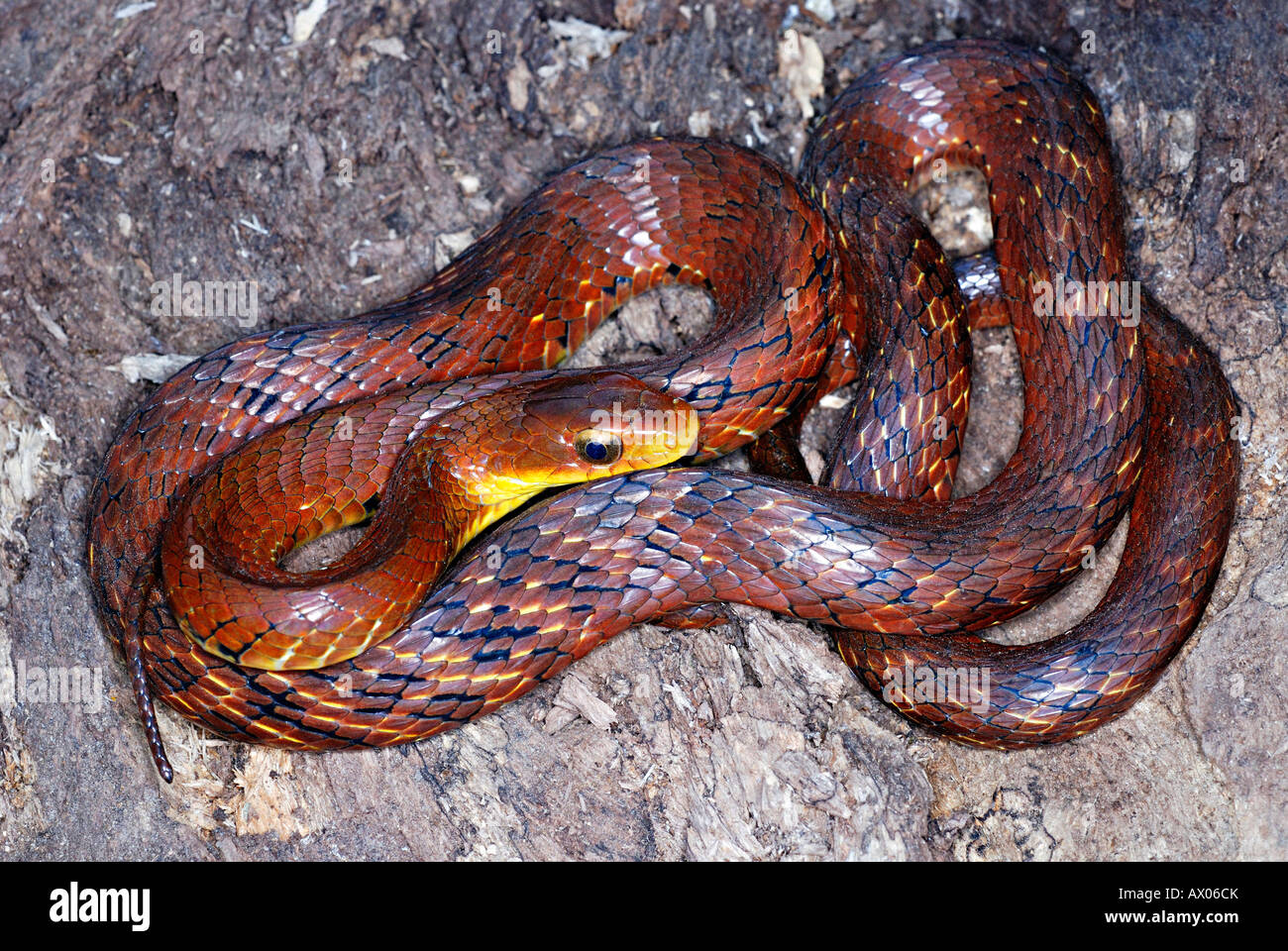 False Water Cobra Fangs
