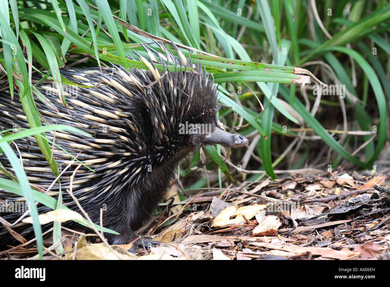 Short-nosed echidna, tachyglossus aculeatus, single adult emerging from undergrowth Stock Photo