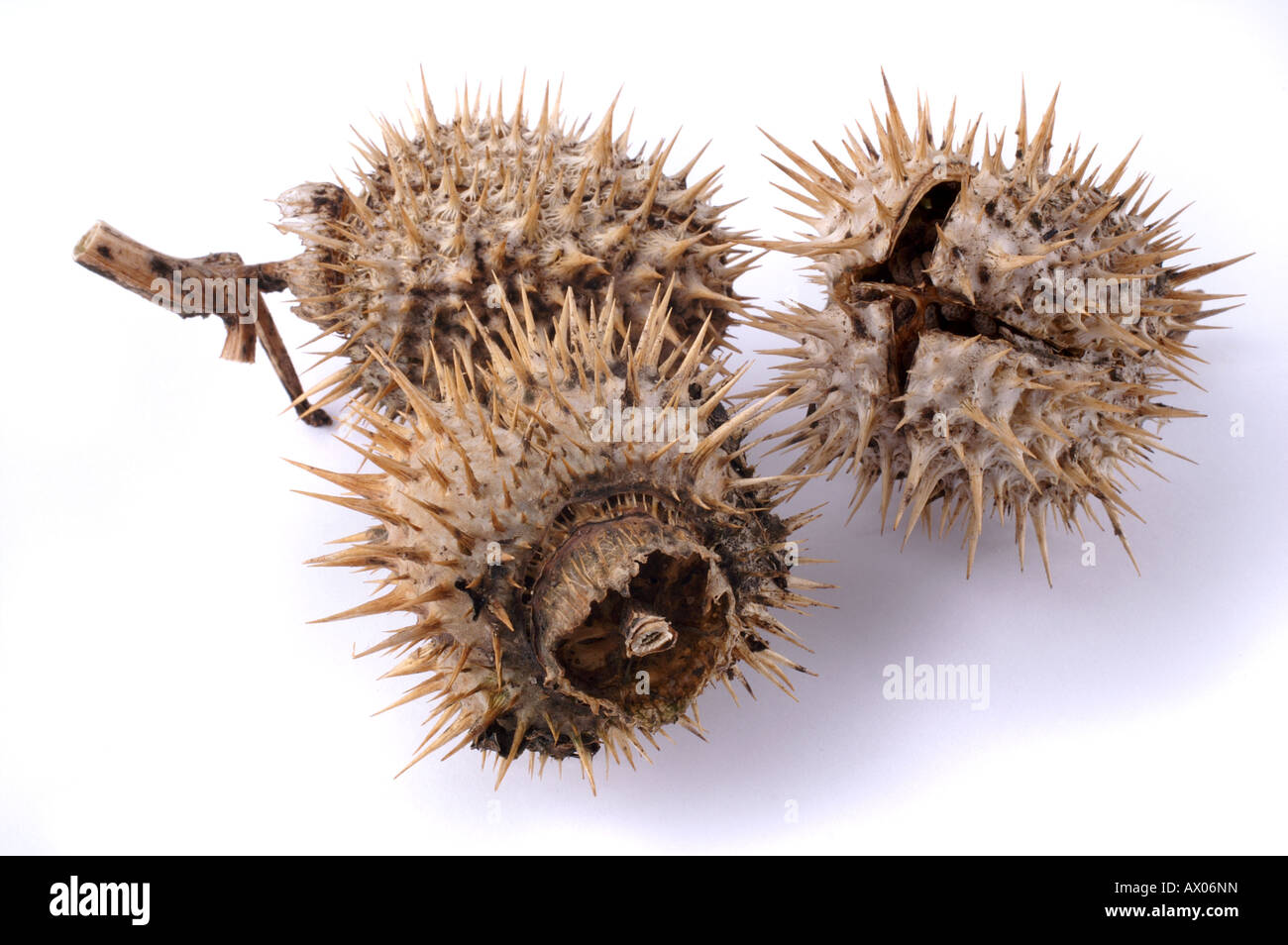 Stachelige Frucht mit Samen Stock Photo