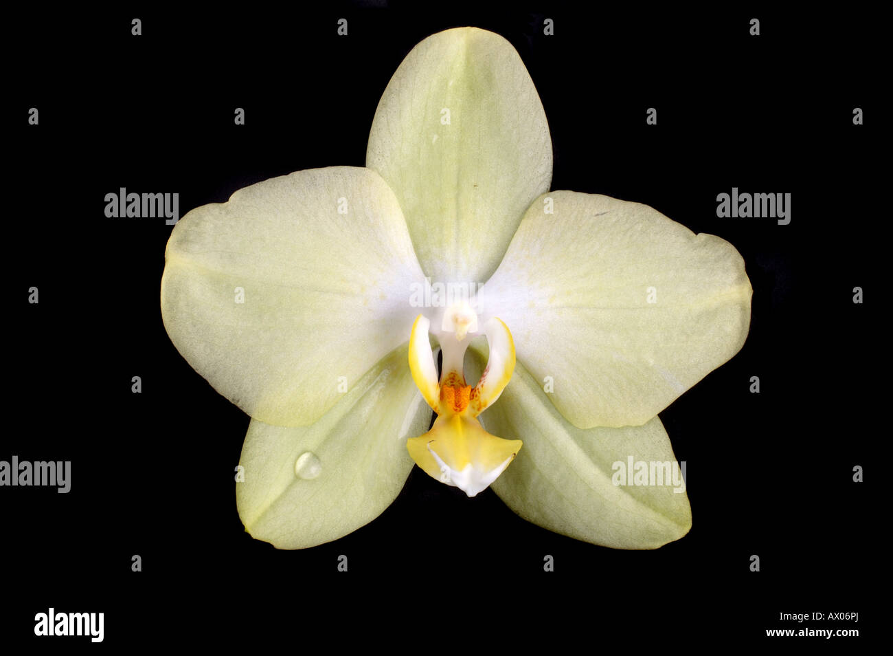 Eine Orchideen Blüte / Close-up of a blossom / Orchidee zitronengelb Stock Photo