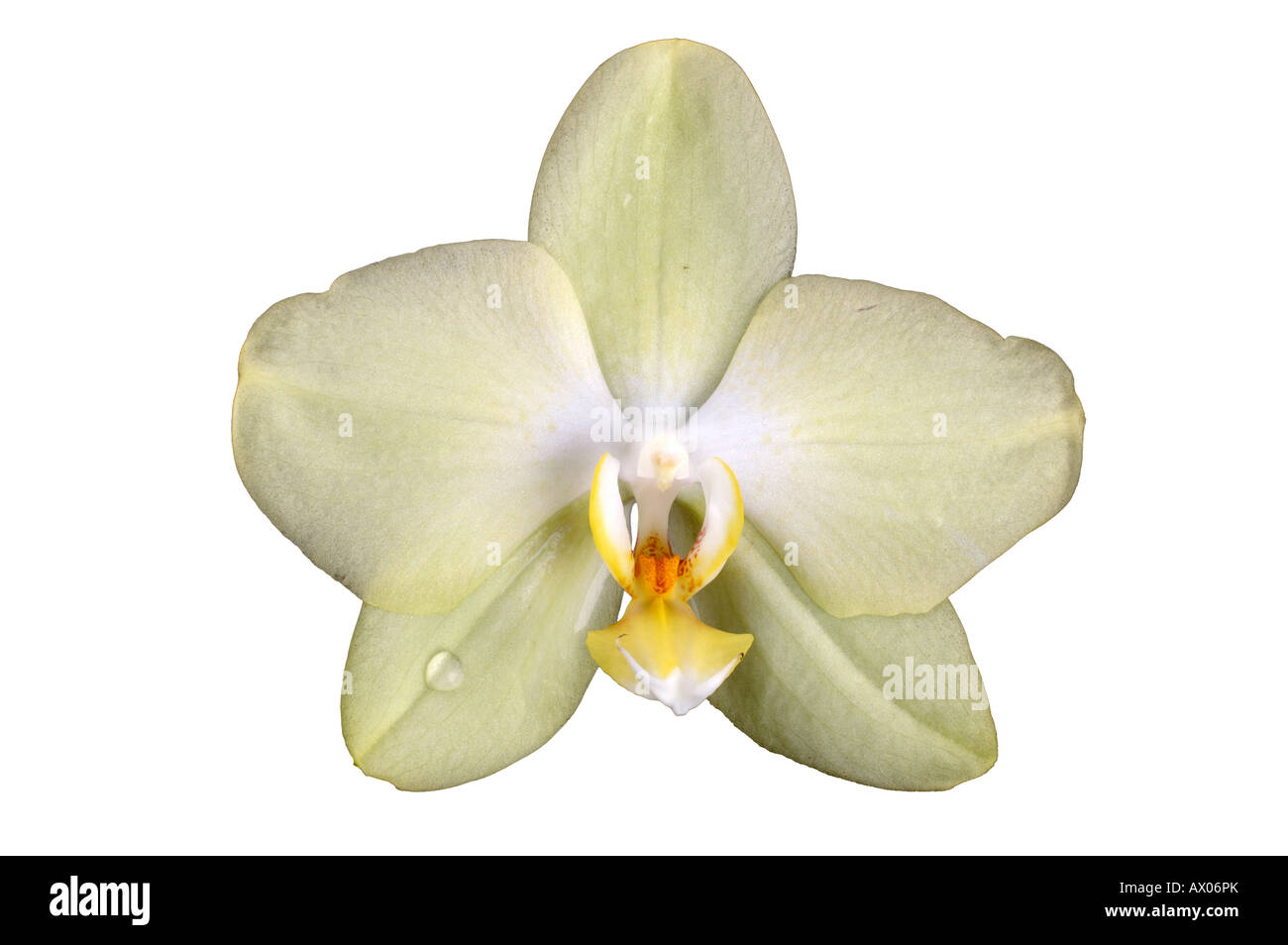 Eine Orchideen Blüte / Close-up of a blossom / Orchidee zitronengelb Stock Photo