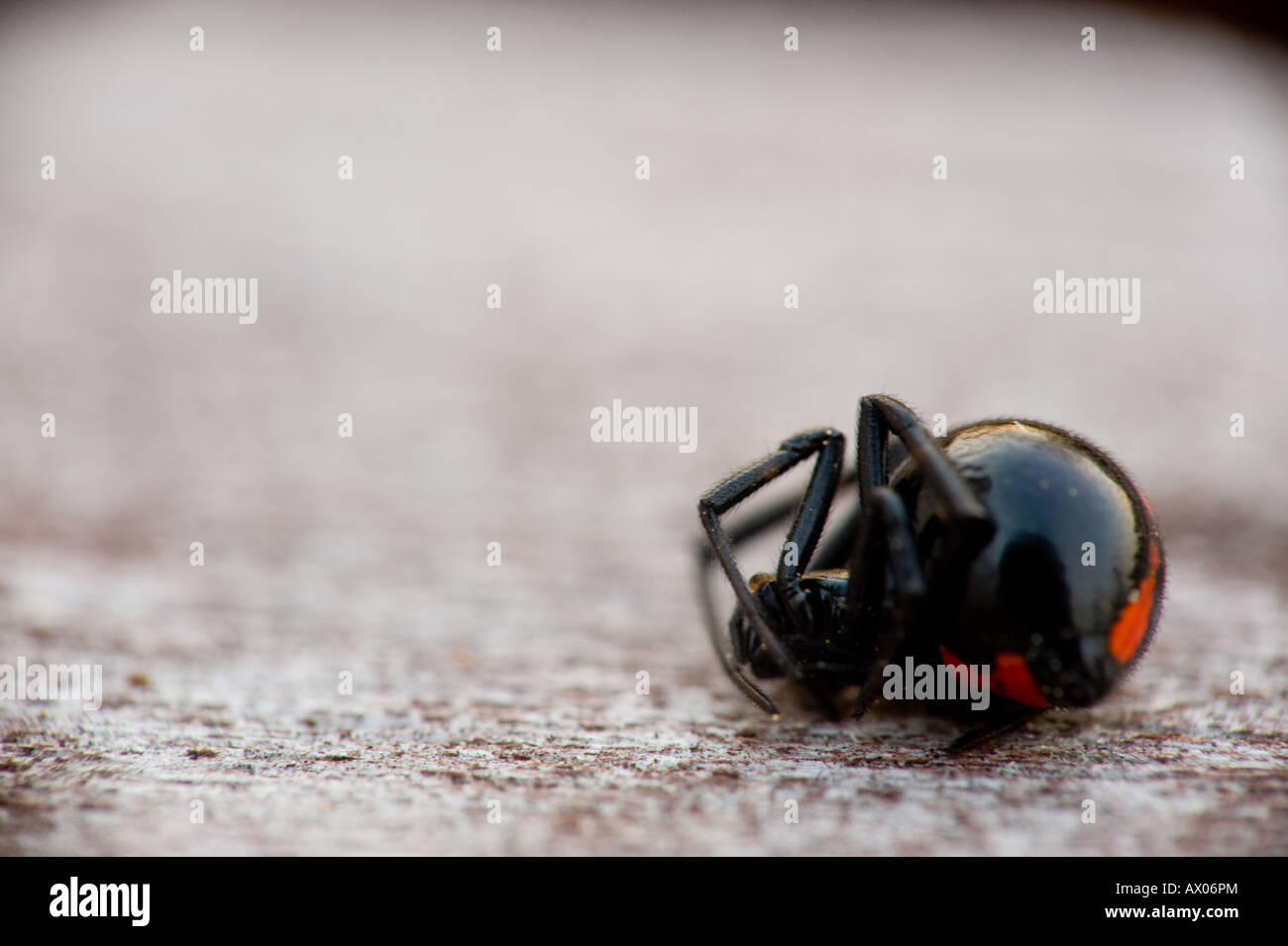 Dead black widow spider on a wooden table Stock Photo - Alamy