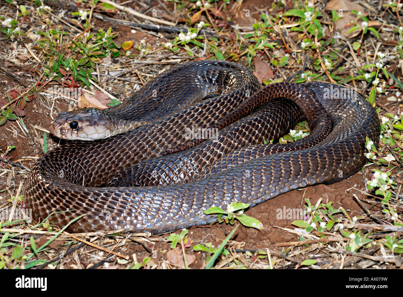 SPECTACLED COBRA. Naja naja. Venomous, common. Genus of venomous elapid snakes. Stock Photo