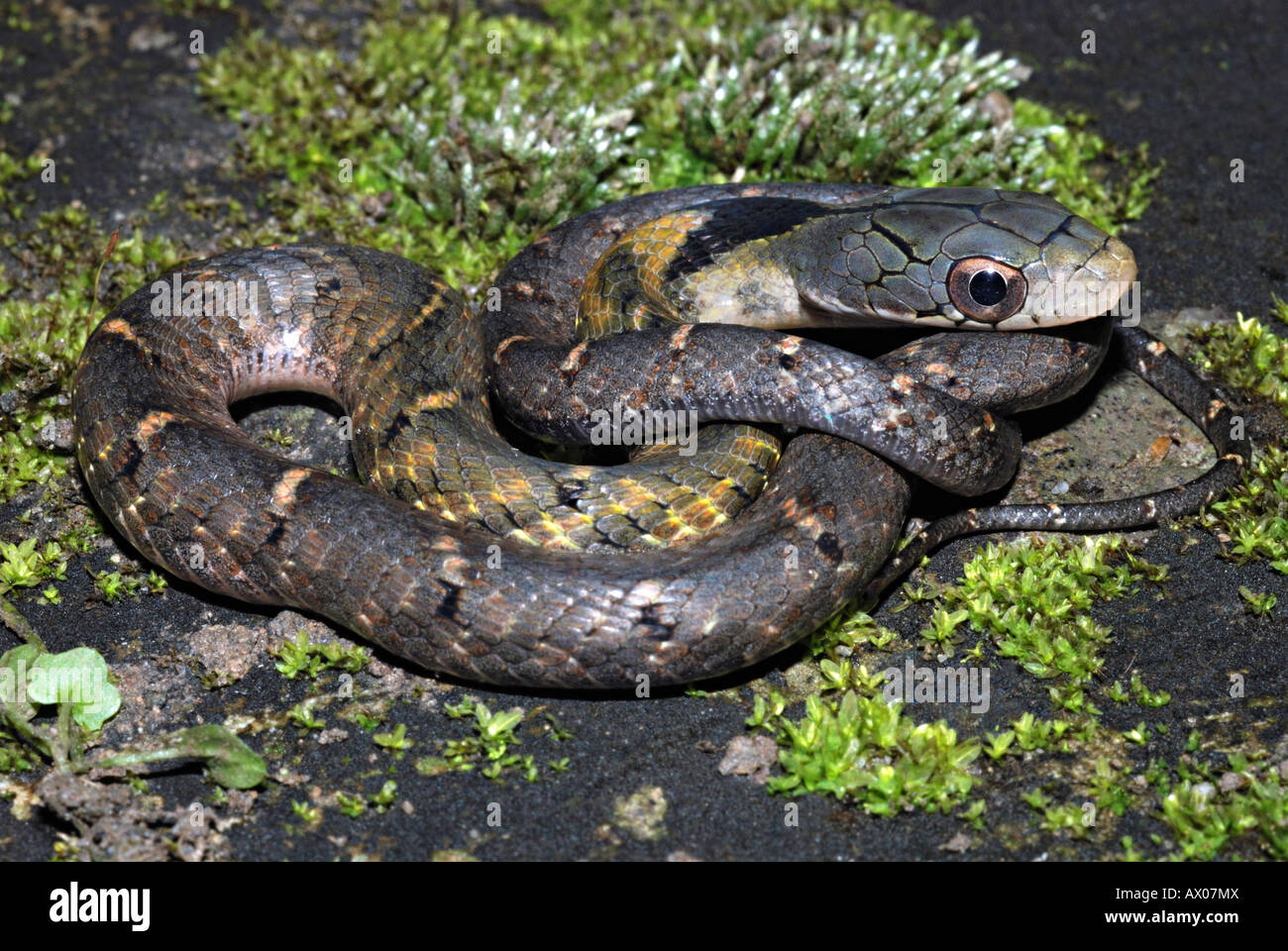 FALSE WATER COBRA . Hydrodynastes gigas. A colubrid snake which can mimic of elapid cobra very well. Stock Photo