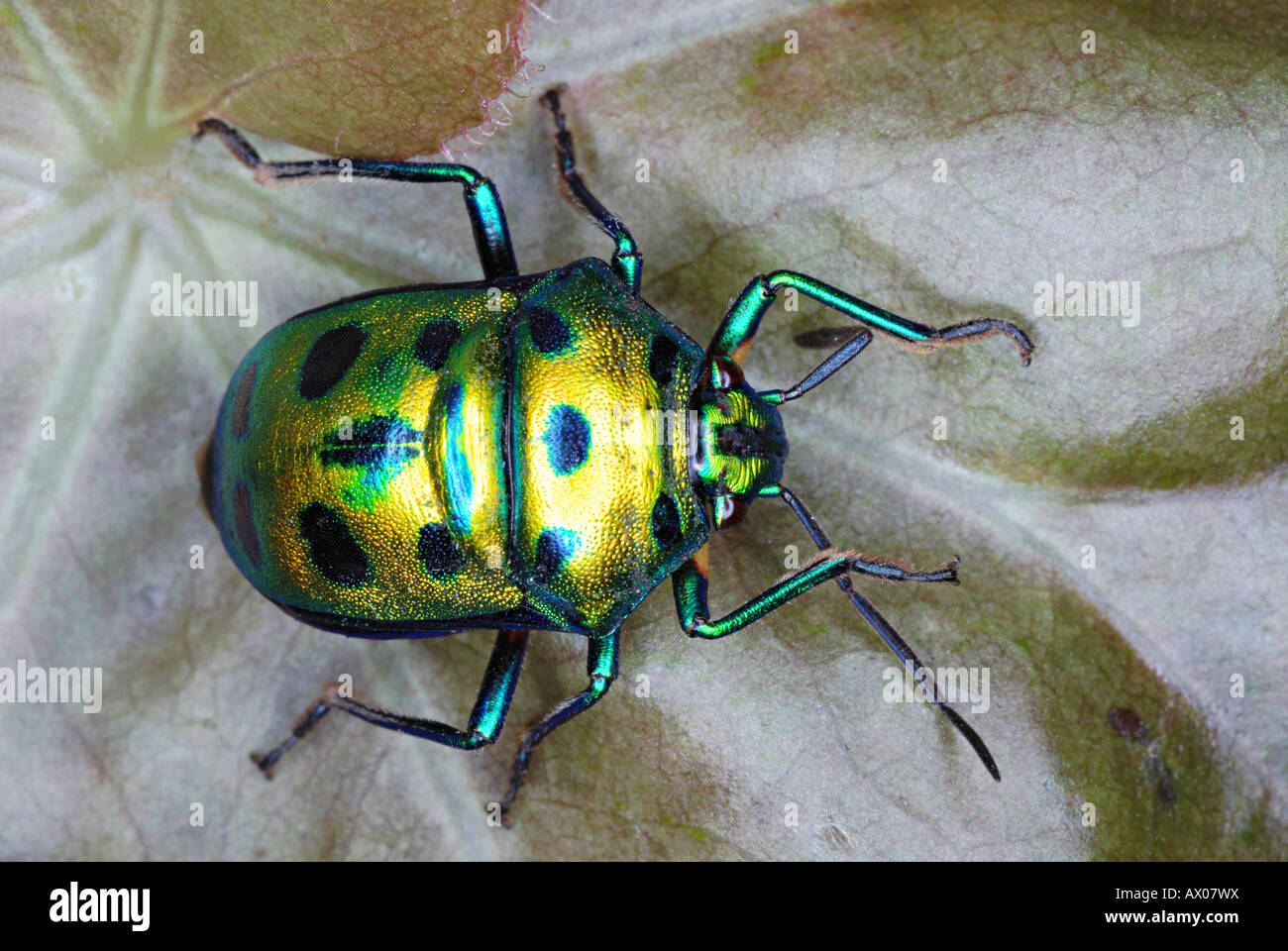 Jewel Bug or Shield Backed Bug in the family Scutelleridae. Pune, Maharashtra, India. Chrysocoris stollii Stock Photo