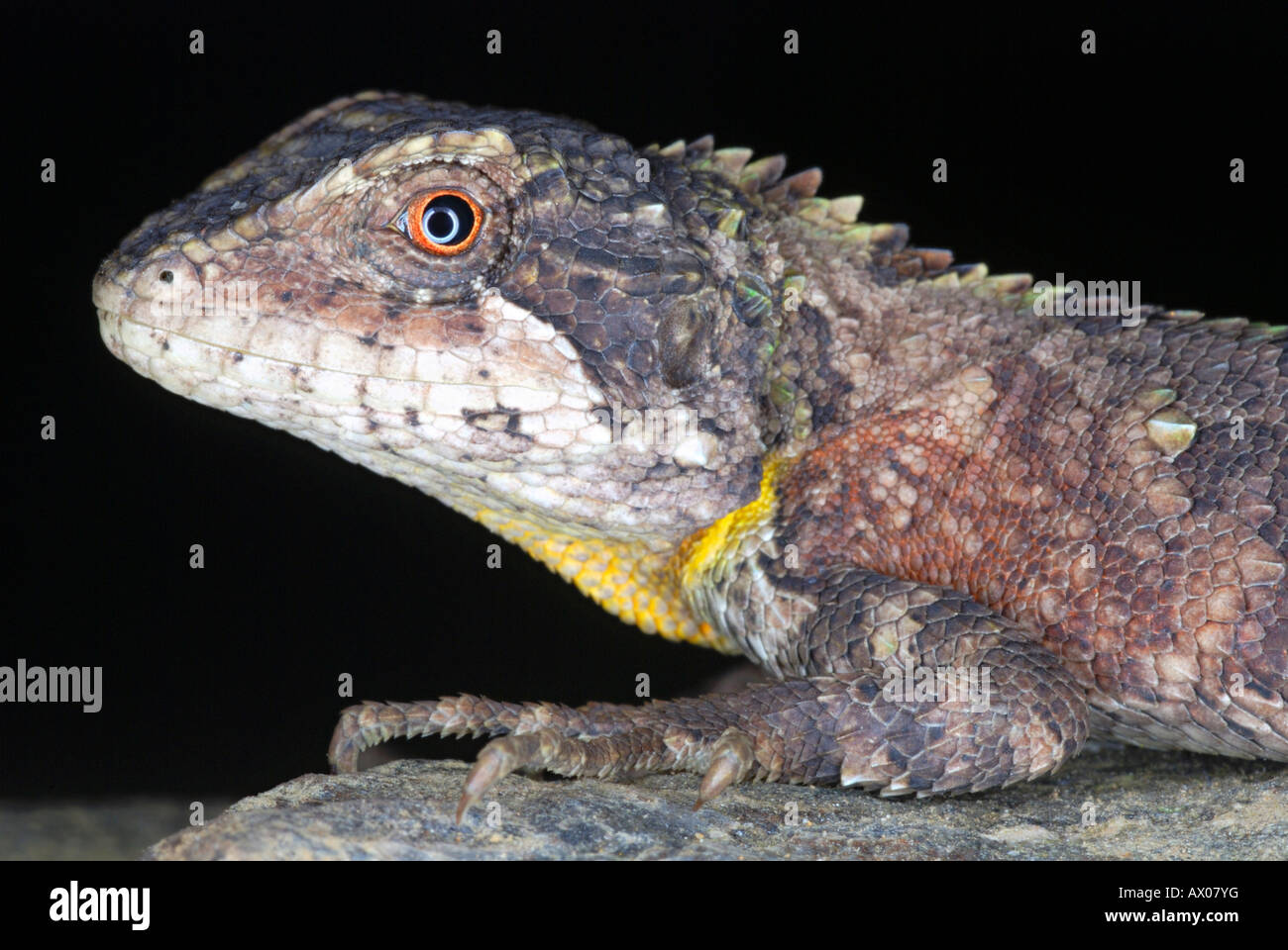 ABOR HILLS AGAMA or Annandale's dragon, Trapelus agilis. A very rare agamid rediscovered after 125 yrs in 2006 in North East Stock Photo