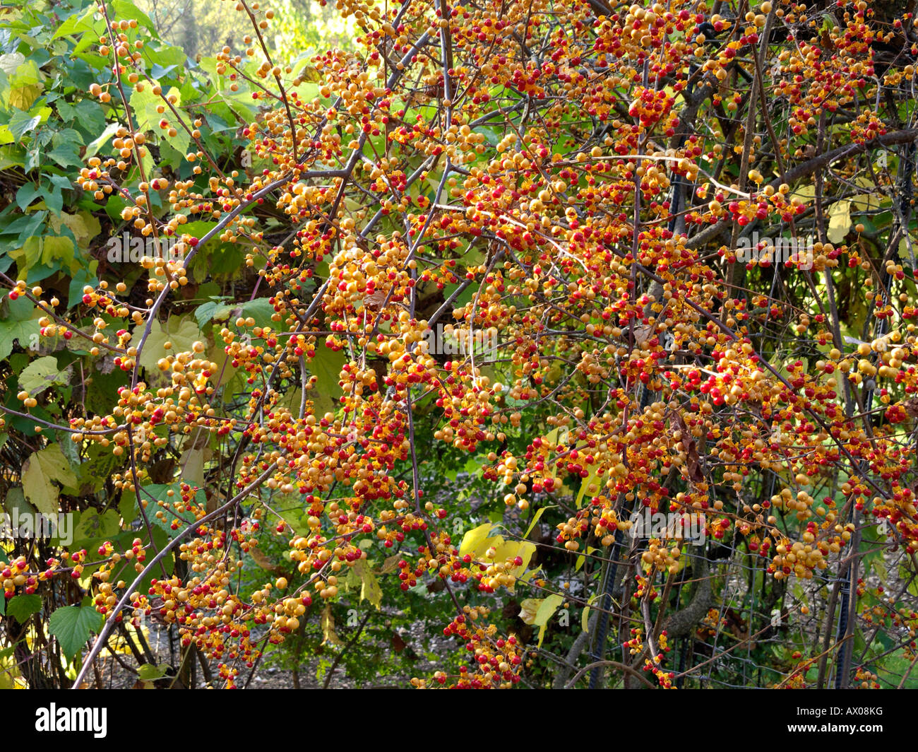 American bittersweet (Celastrus scandens Stock Photo Alamy