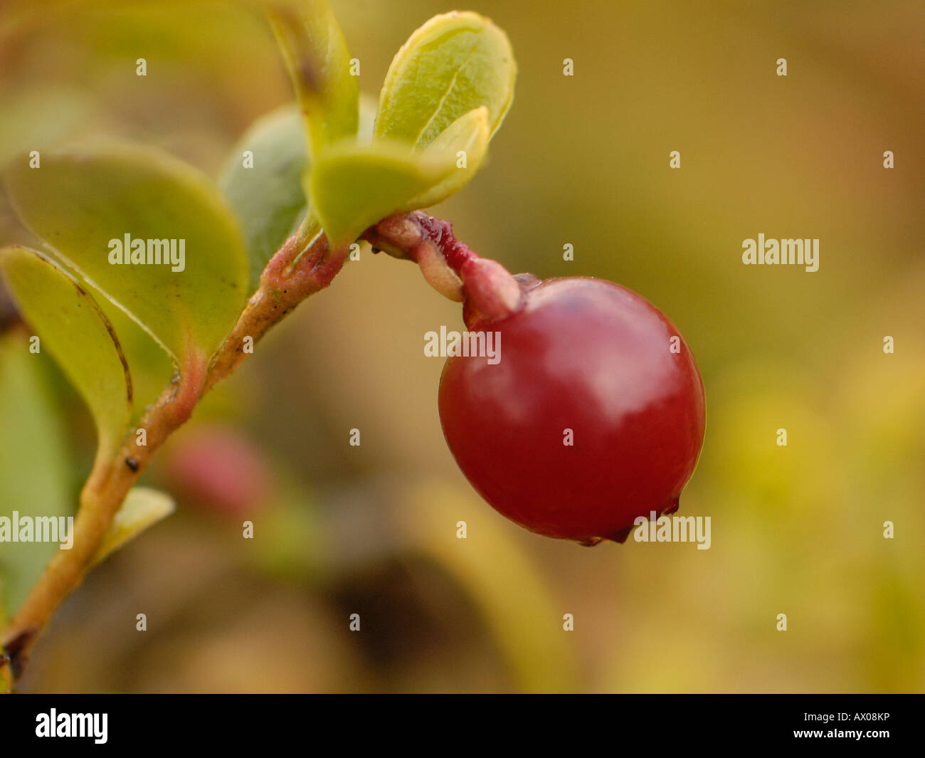 Cowberry, Vaccinium vitis-idaea Stock Photo