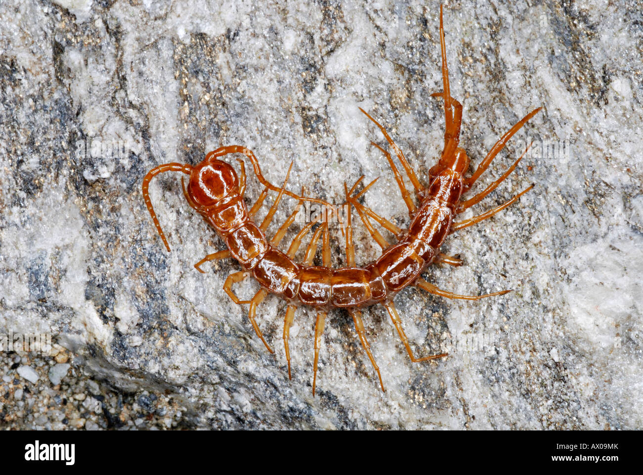 Centipede Otostigmus scabricauda (Chilopoda: Scolopendromorpha). Centipedes are terrestrial arthropods belonging to the class. Stock Photo