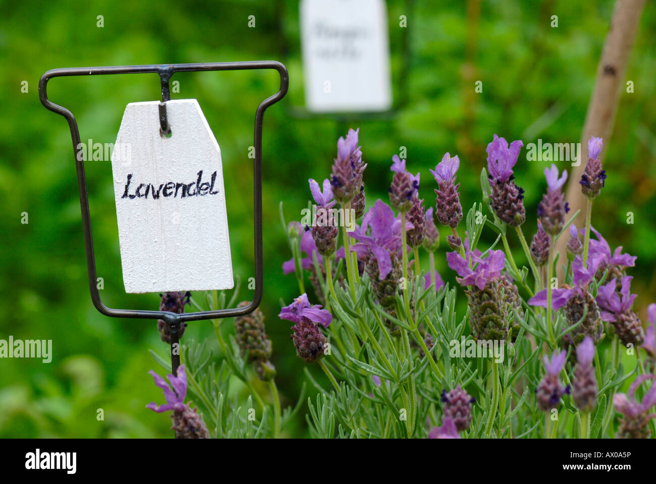 Sign reading 'Lavendel' (lavender) next to lavender plants in an herb garden Stock Photo