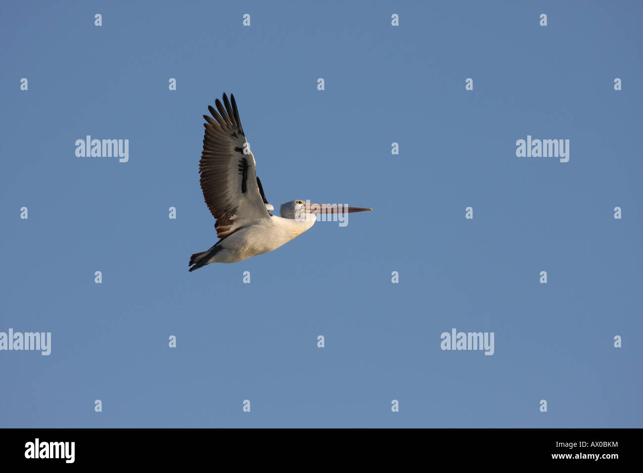 Australian pelican, pelecanus conspicillatus, single adult in flight Stock Photo