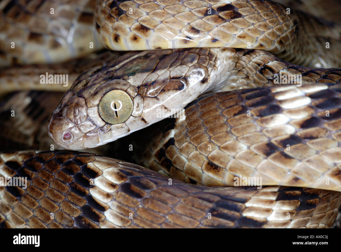 Common Cat Snake Boiga Trigonata Mildly Venomous Common Indian Gamma Snake Verticle Pulpil Like That Of The Cat Stock Photo Alamy
