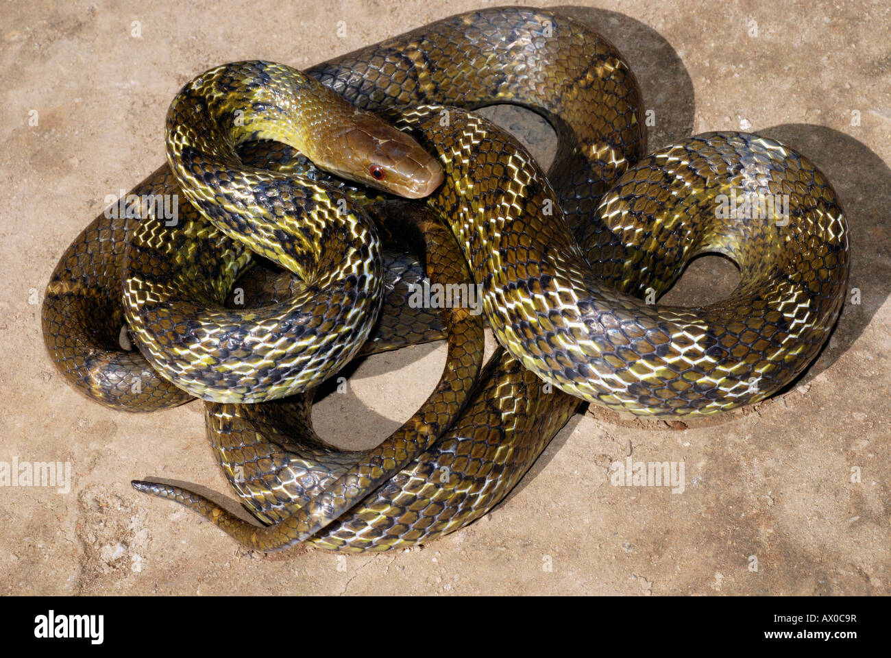 EASTERN TRINKET SNAKE, Elaphe helena, is a species of colubrid snake. Non Venomous, uncommon , N.E. Arunachal Pradesh India Stock Photo