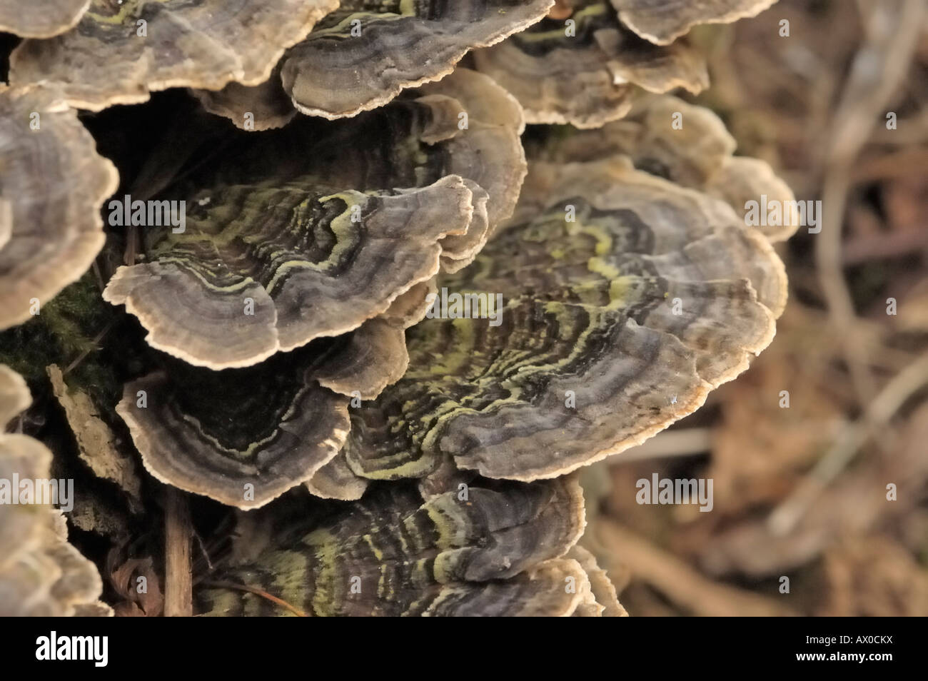 Turkeytail fungus, trametes versicolor Stock Photo