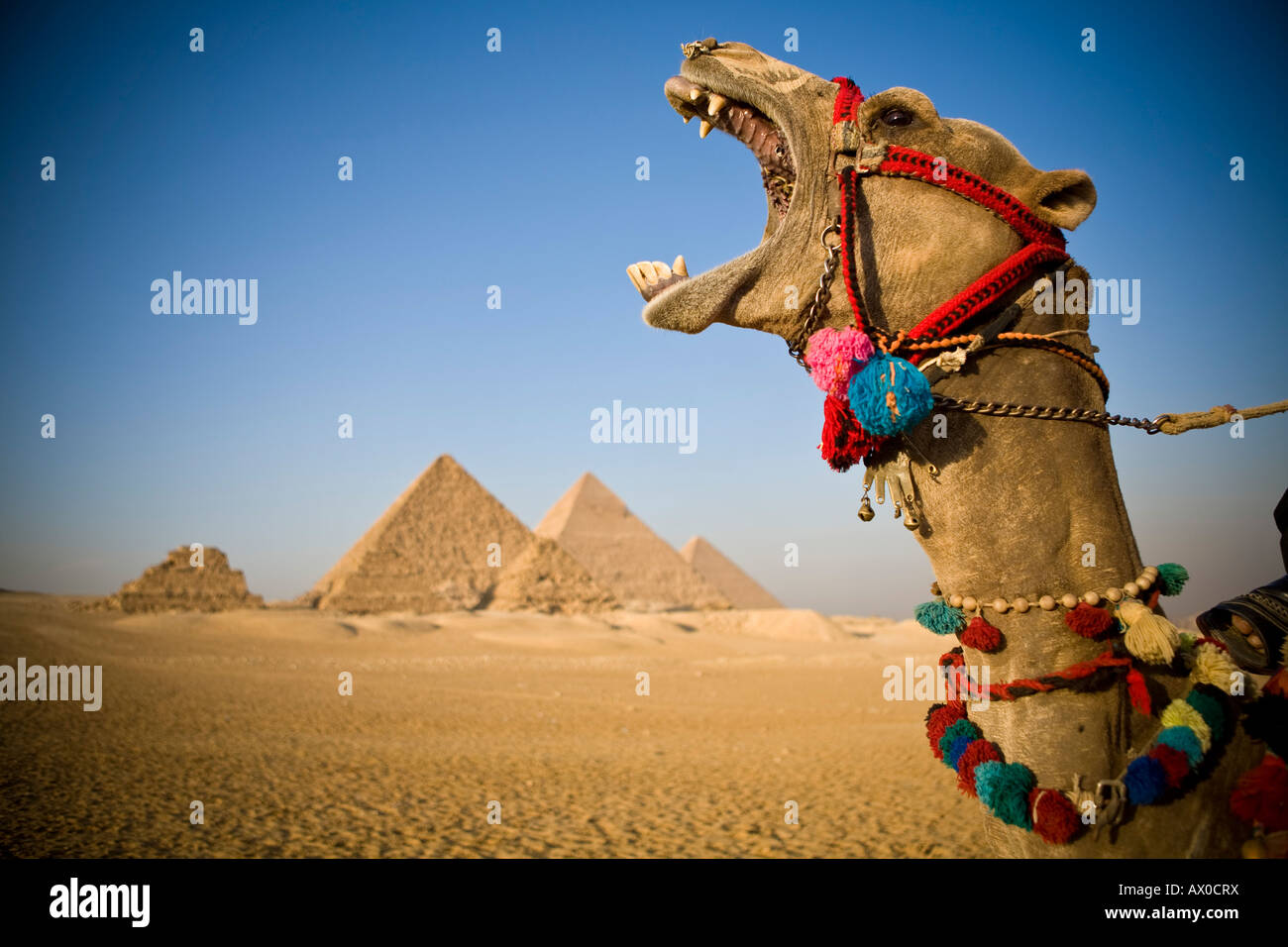 Camel at the Pyramids, Giza, Cairo, Egypt Stock Photo