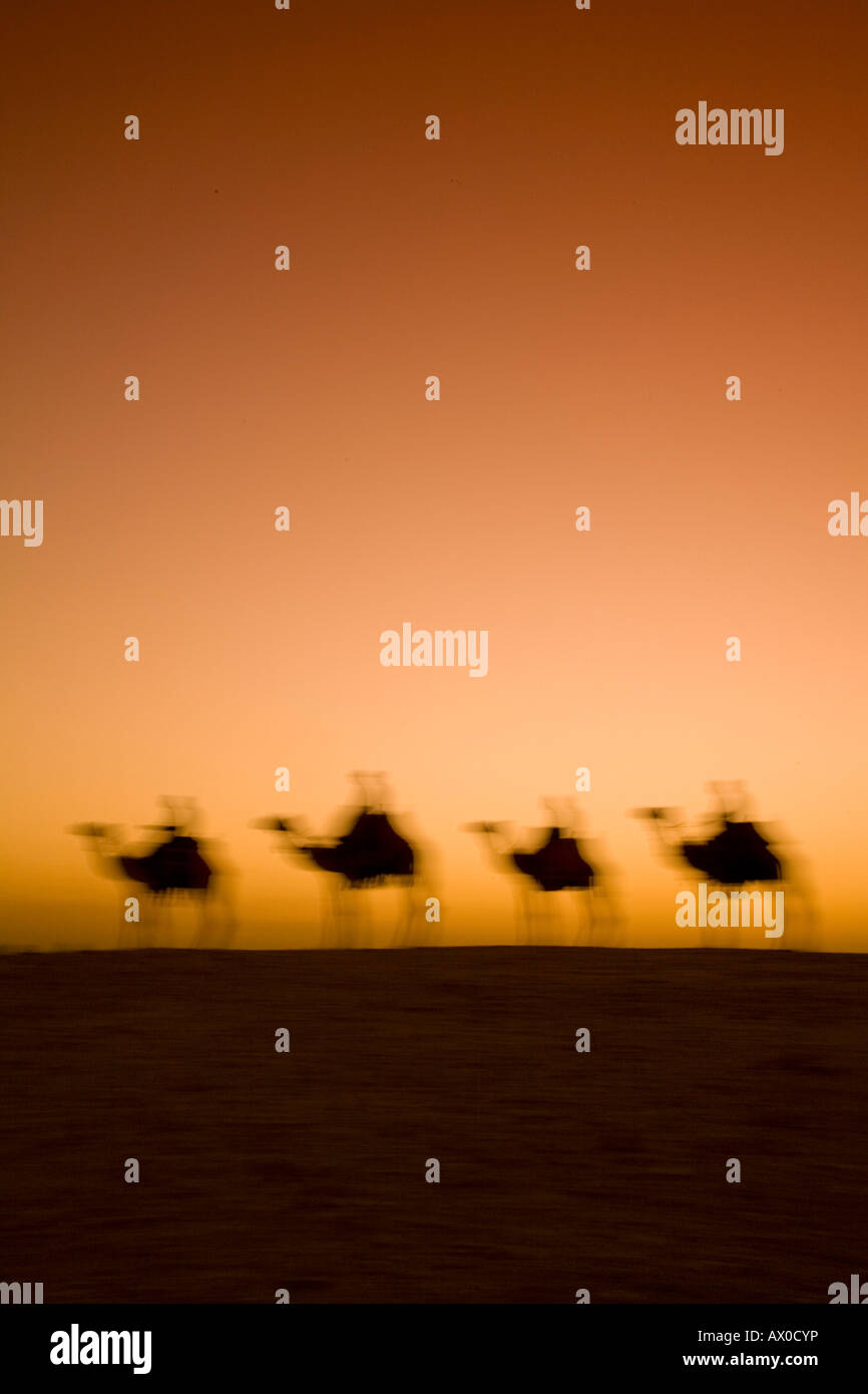 Camels near the Pyramids at Giza, Cairo, Egypt Stock Photo