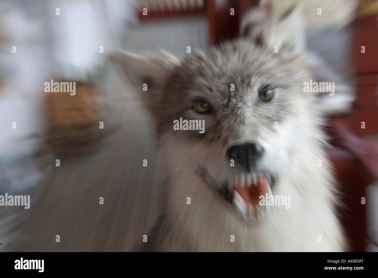 Stuffed Wolf, Roadhouse, Lapland, Finland Stock Photo