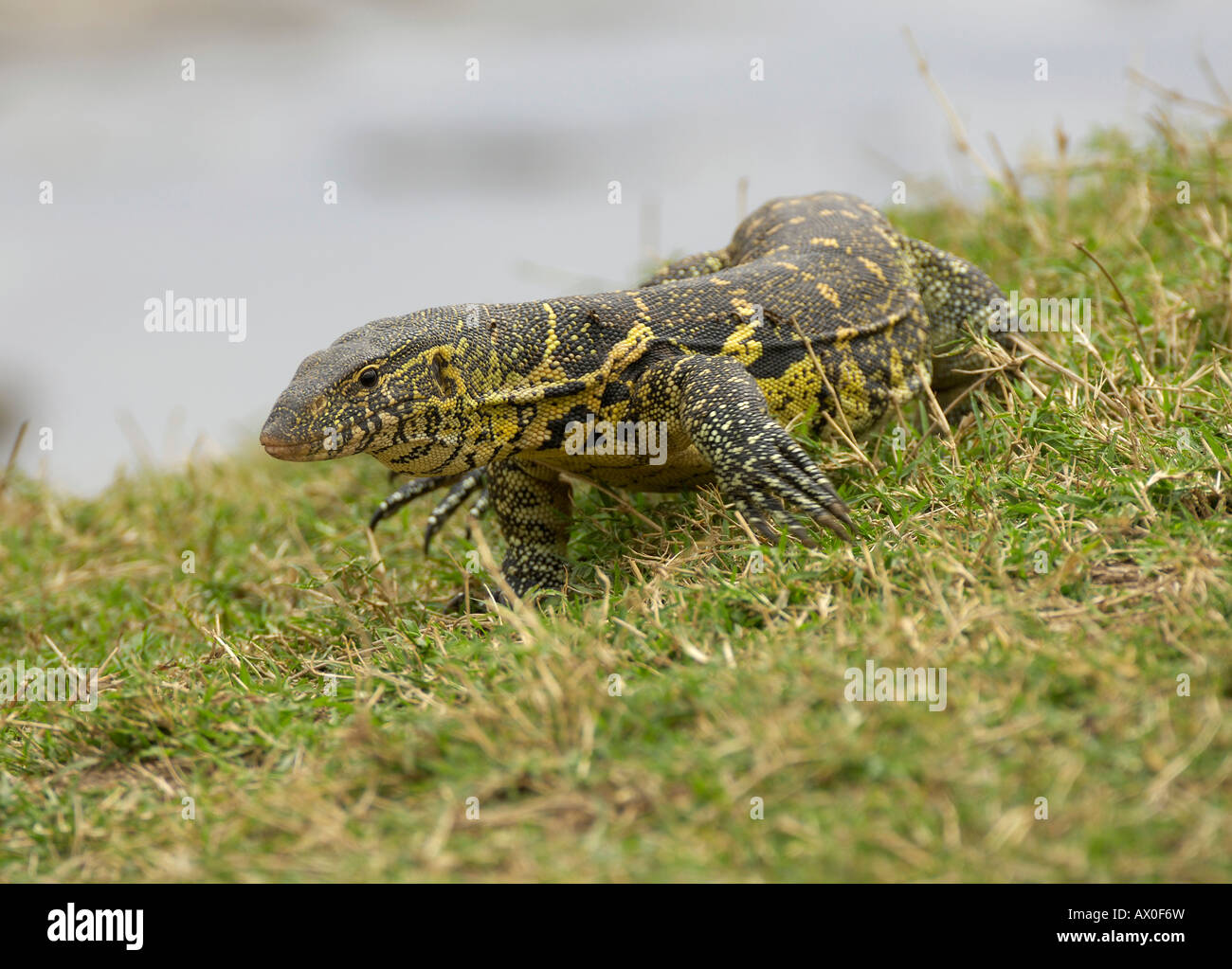 Monitor lizard (Varanus niloticus), Big monitor lizard at the Olare