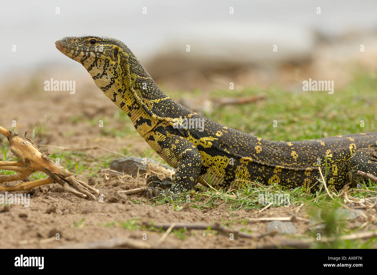 Monitor lizard (Varanus niloticus), Big monitor lizard at the Olare