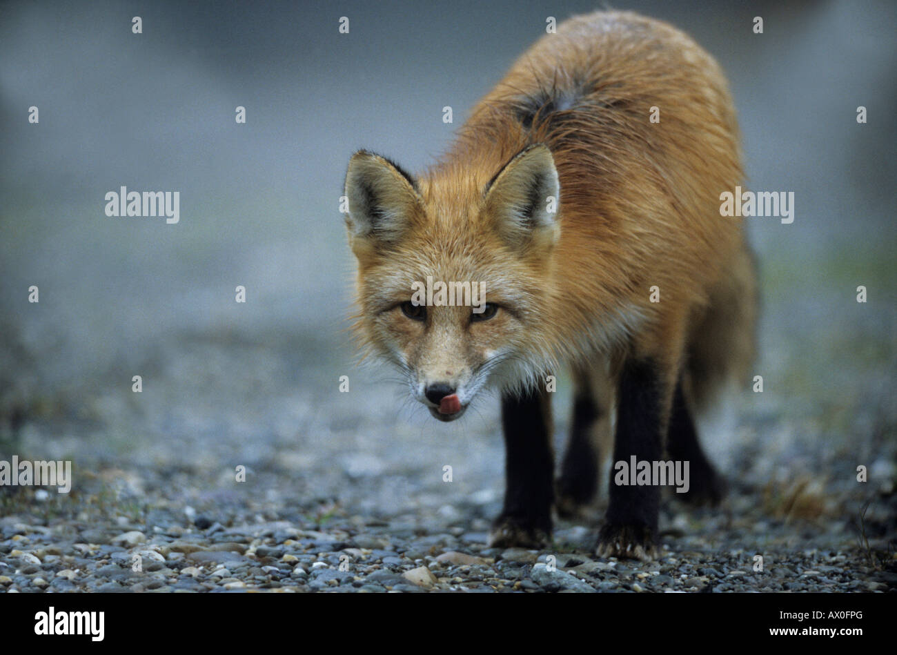 American Red Fox (Vulpes vulpes), portrait of female, close-up of fox, fox is licking one´s nose. Stock Photo