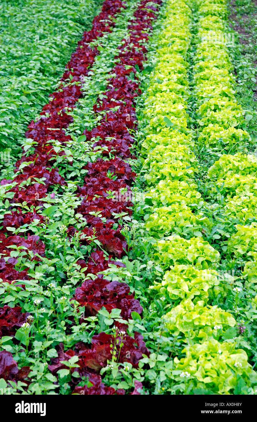 Head lettuce (Lactuca sativa capitata), vegetable farm, Germany, Europe