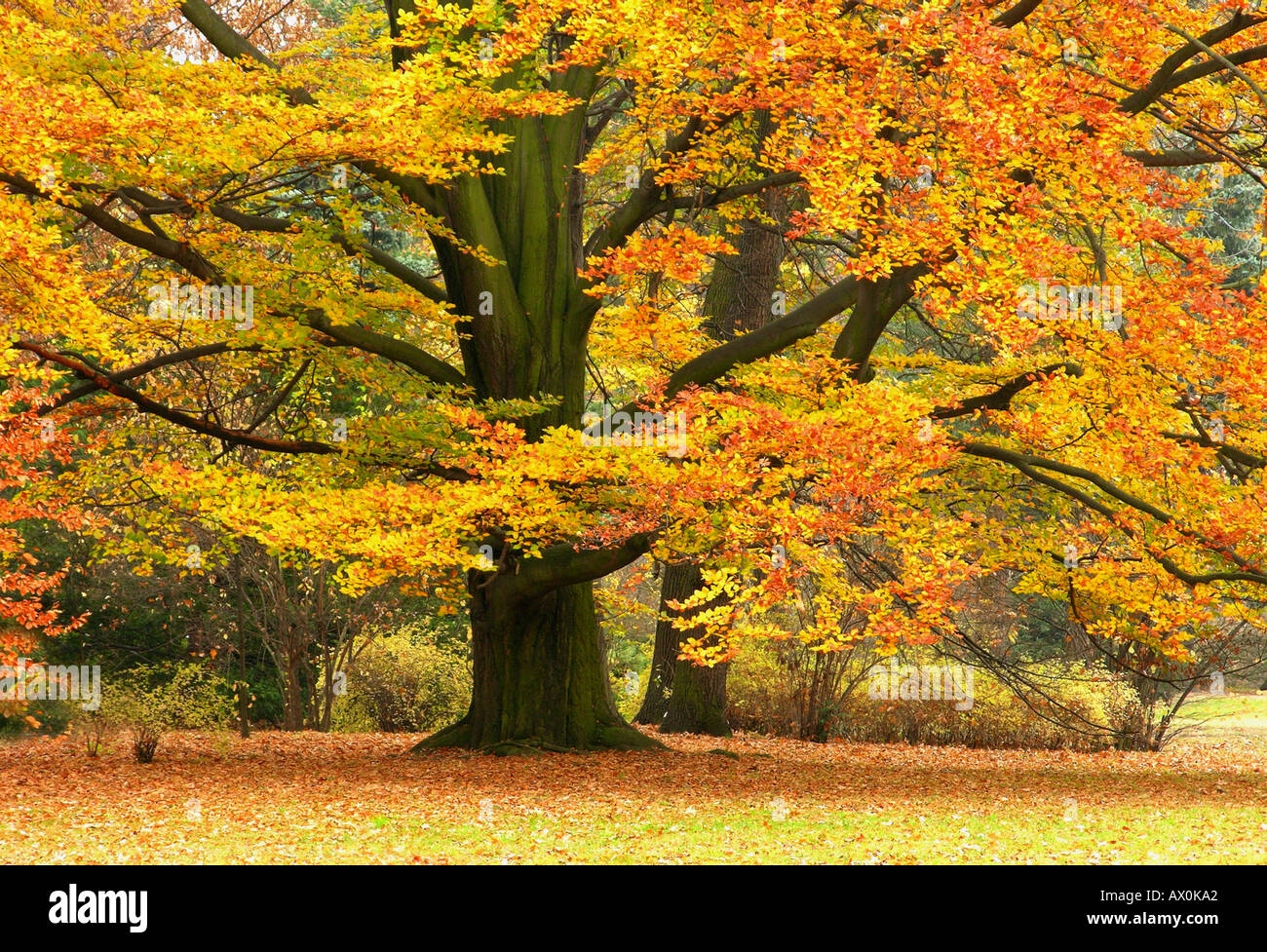 Beech tree turning yellow in autumn Fagus sylvatica Stock Photo - Alamy