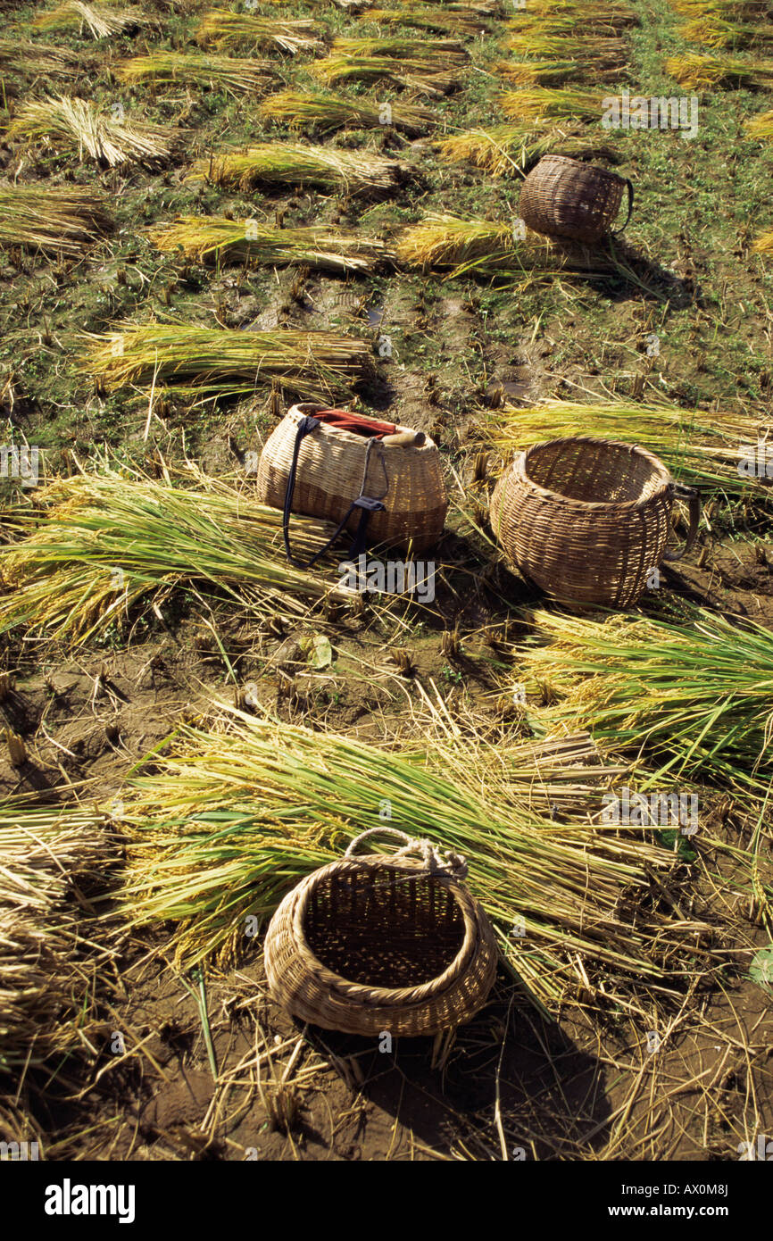 Harvesting rice, North Korea Stock Photo Alamy