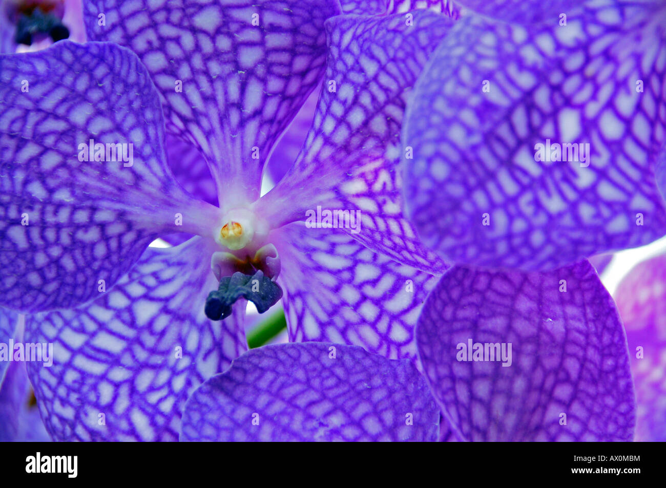 Purple Orchid (Orchidaceae) Stock Photo