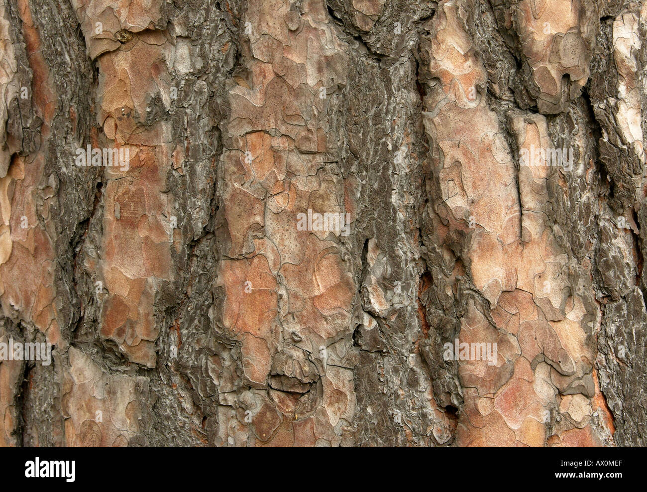 Old ponderosa pine tree bark Pinus ponderosa Stock Photo