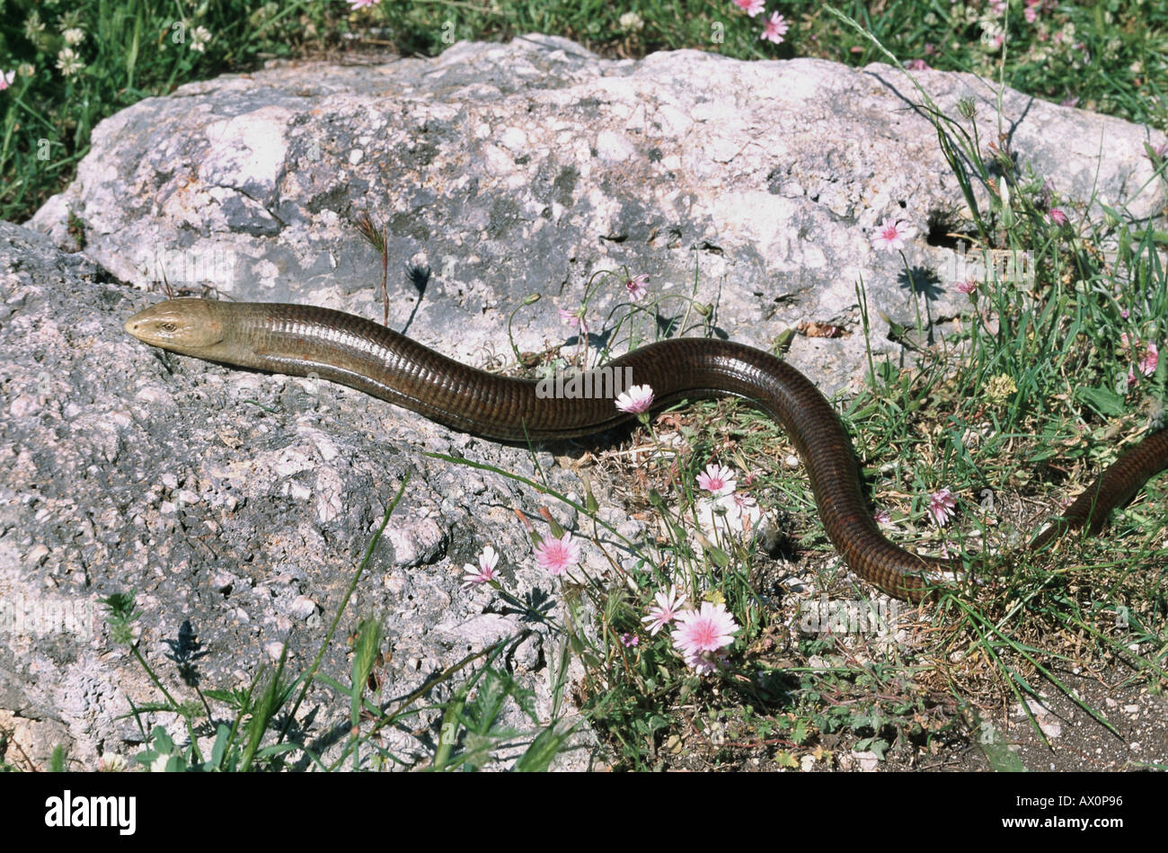 European glass lizard, armored glass lizard (Ophisaurus apodus
