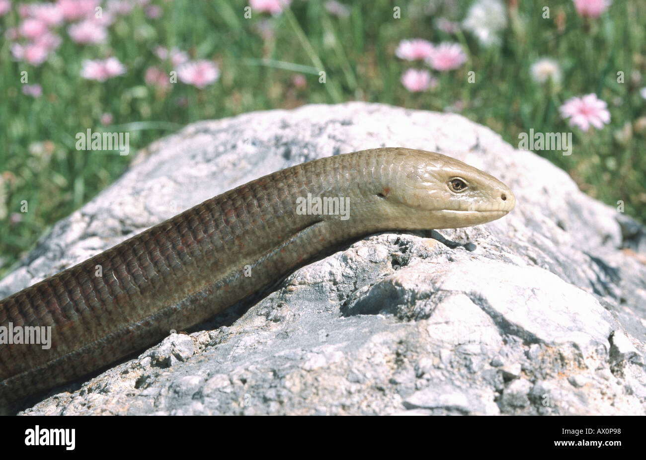European glass lizard, armored glass lizard (Ophisaurus apodus
