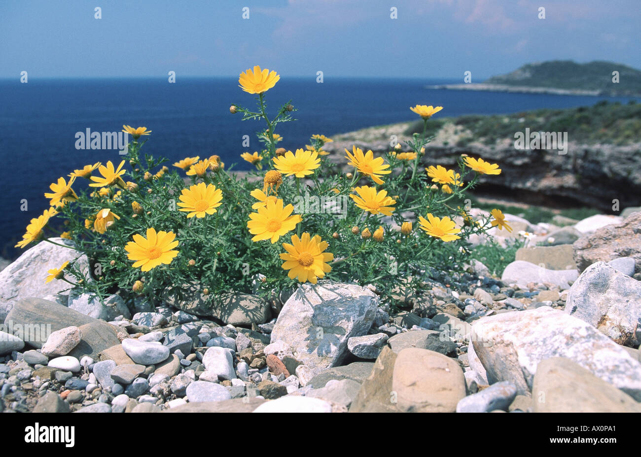 Crown Daisy, Garland Chrysanthemum (Chrysanthemum coronarium var. coronarium), blooming plant