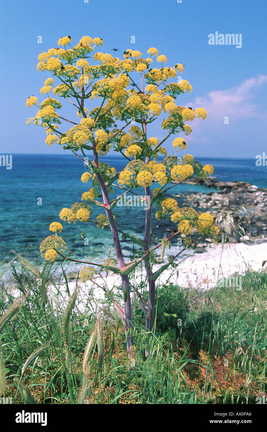 African ammoniacum (Ferula communis), blooming plant with Mediteranean behind, Greece Stock Photo