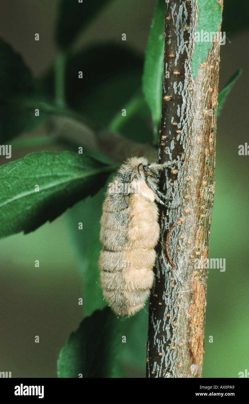vapourer moth, common vapourer, rusty tussock moth (Orgyia antiqua, Orgyia recens), Germany Stock Photo