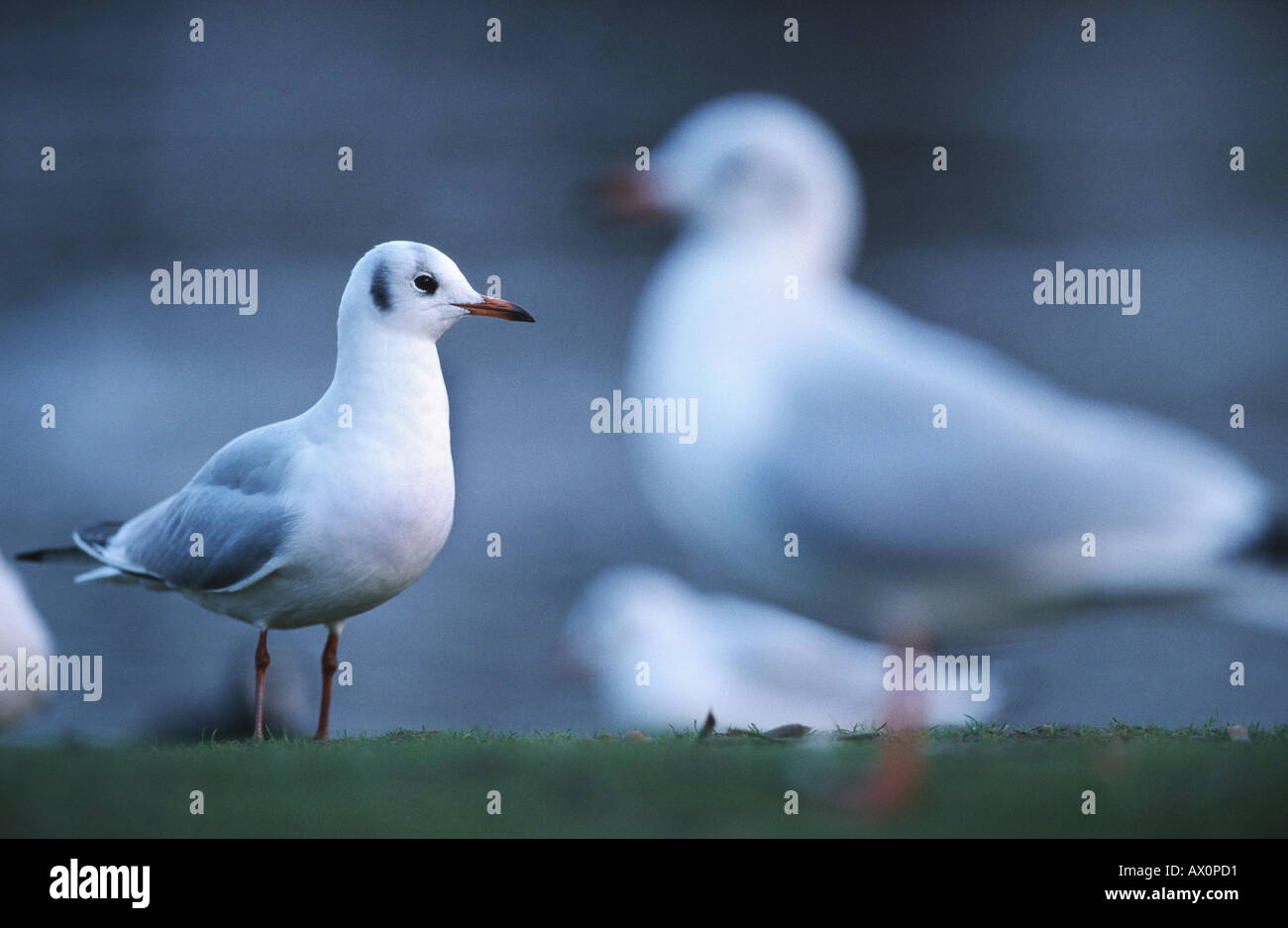 black-headed gull (Larus ridibundus), three animals, displaced, Germany Stock Photo