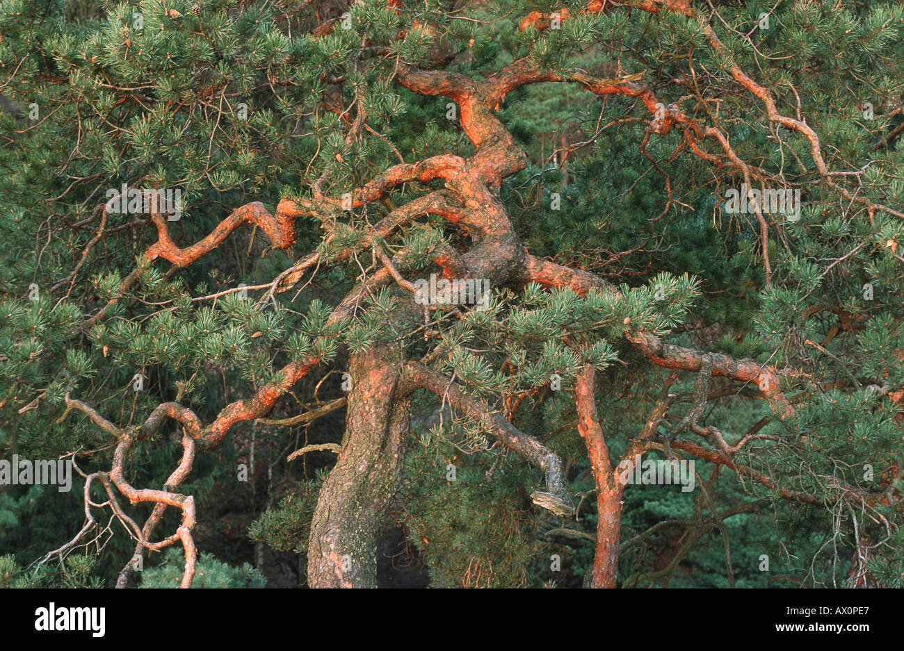 Scotch pine, scots pine (Pinus sylvestris), canopy, Germany, Saxony, National Park Saechsische Schweiz Stock Photo