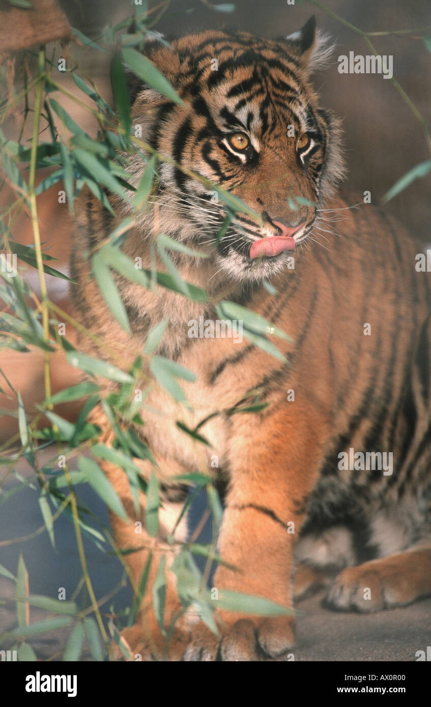 tiger (Panthera tigris), single juvenile Stock Photo