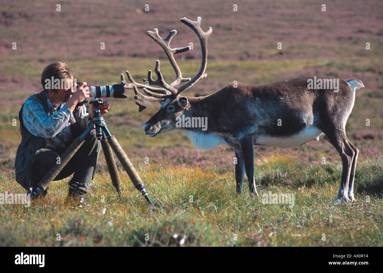 Mark Hamblin, rein deer getting friendly with photographer, Scotland, Cairngorm Stock Photo