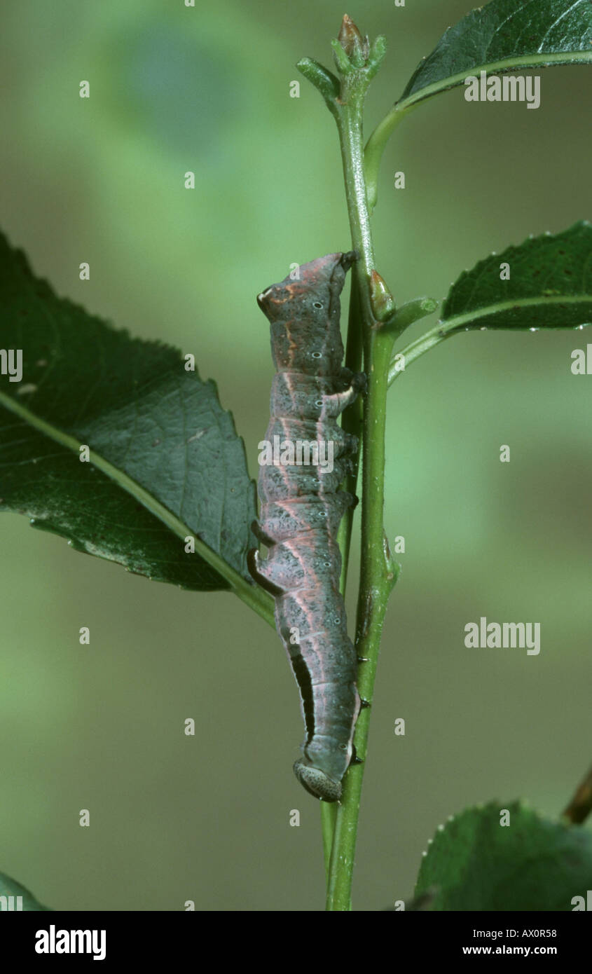 pebble prominent (Eligmodonta ziczac, Notodonta ziczac), caterpillar on plant, Germany Stock Photo