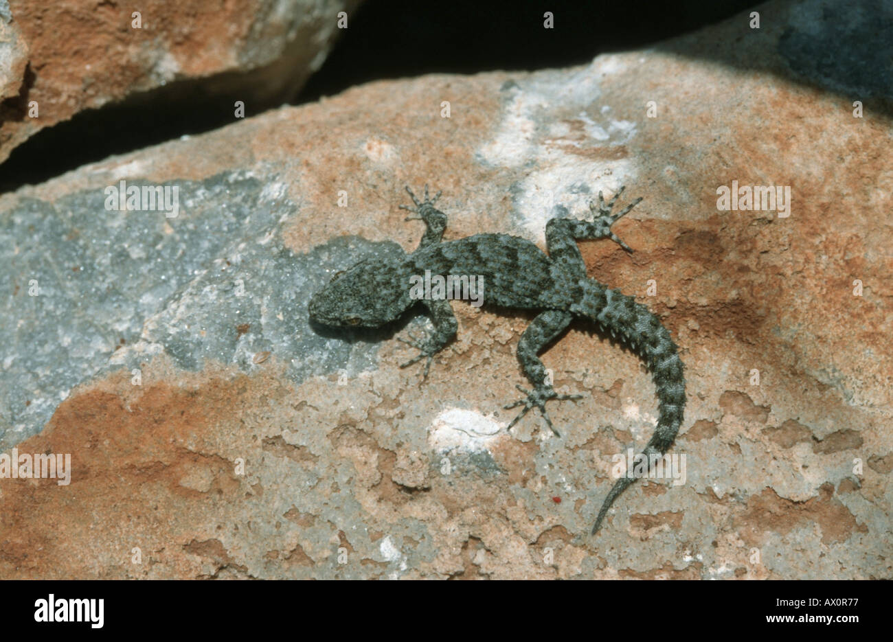 Kotschys gecko (Cyrtodactylus kotschyi), sitting on stone. Stock Photo