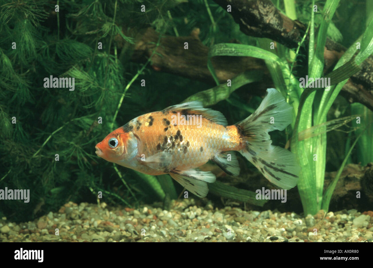 goldfish, common carp (Carassius auratus), Shubunkin breeding form Stock Photo