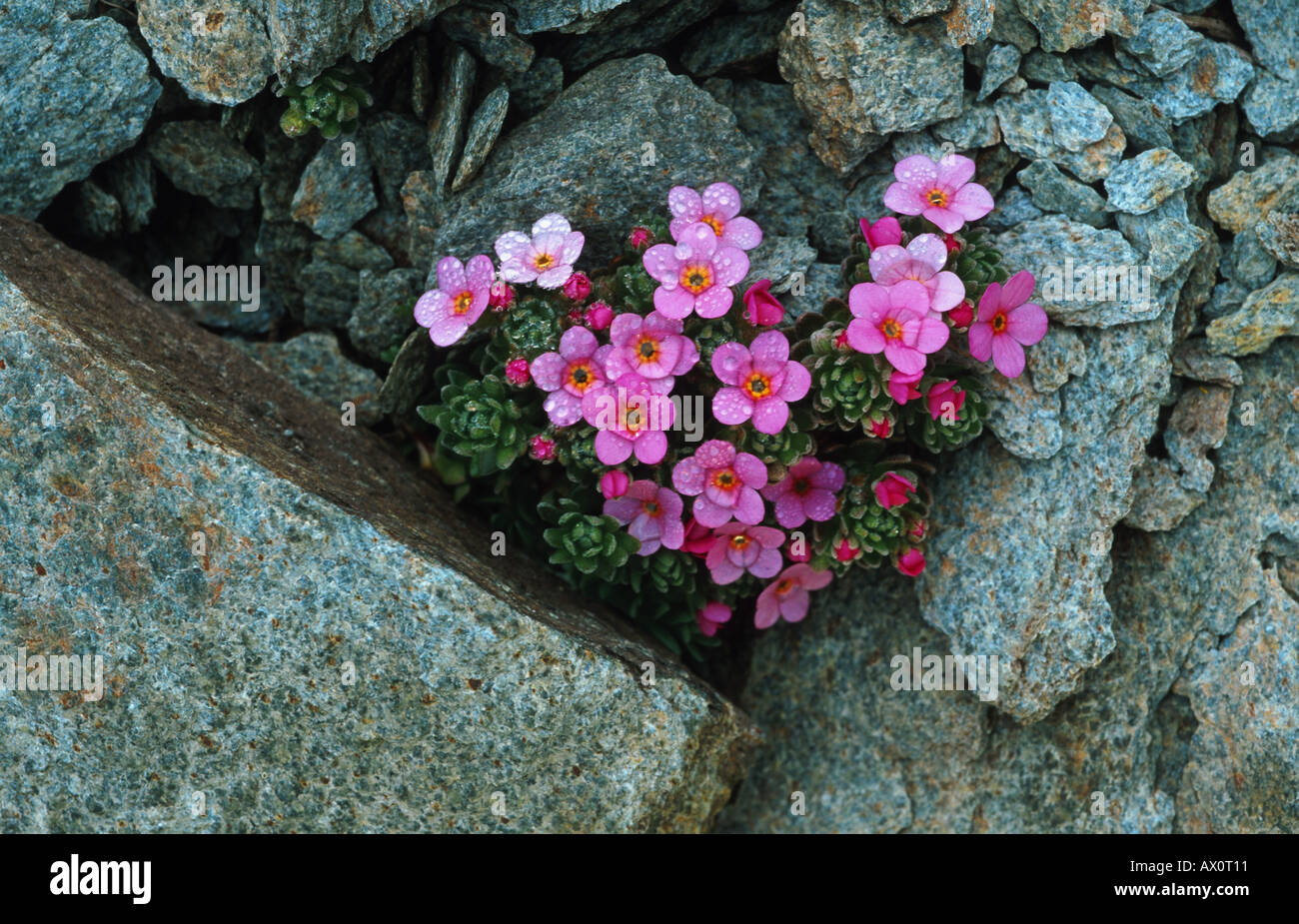 alpine rock-jasmine (Androsace alpina), blooming, Switzerland Stock Photo