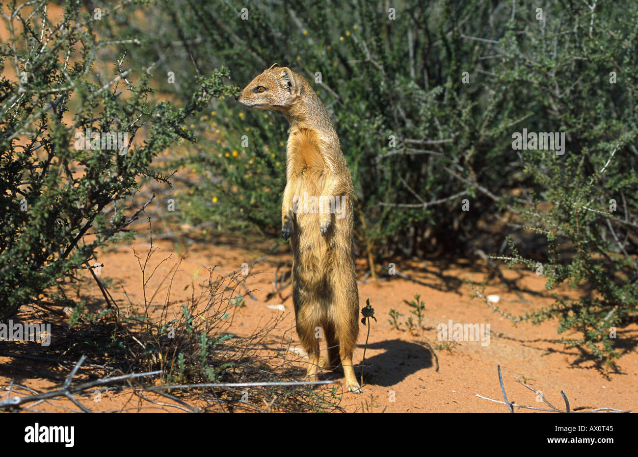 yellow mongoose (Cynictis penicillata), Watching, South Africa Stock Photo