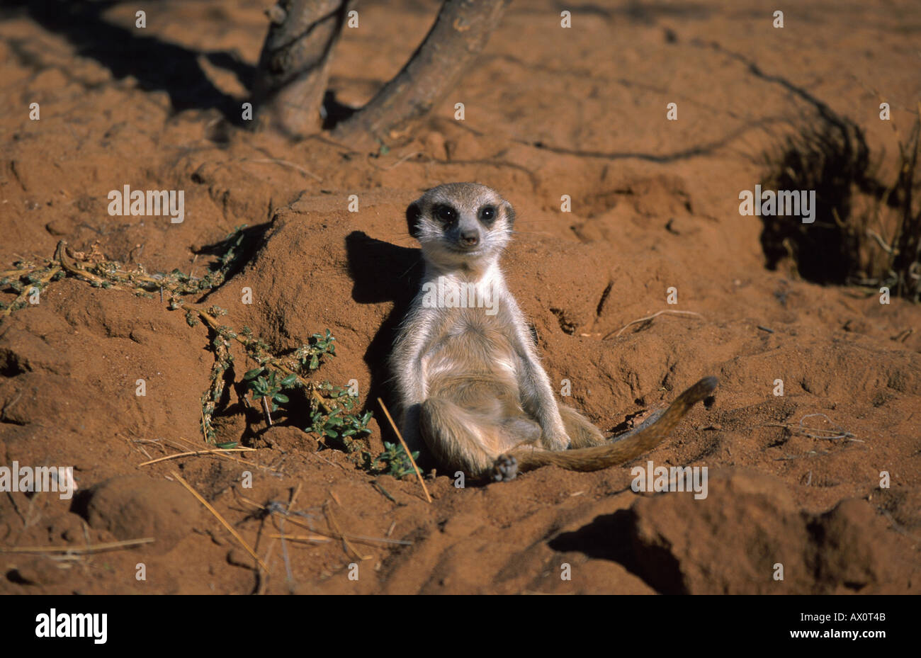 Suricate Slender Tailed Meerkat Suricata Suricatta Lying On Its Stock Photo Alamy